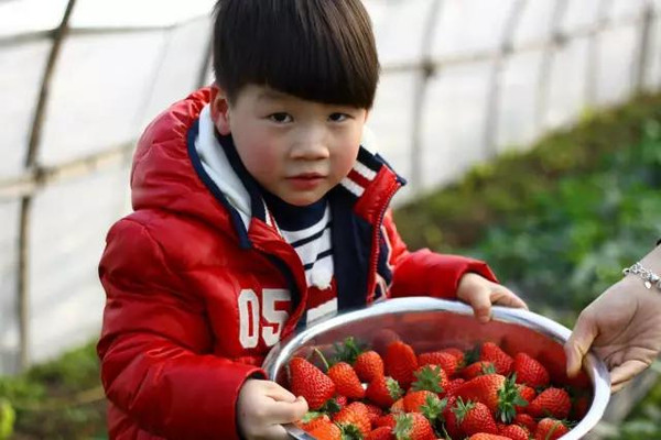 冬草莓熟了，成都周邊17個最佳采摘點——重慶美農(nóng)達探訪之旅